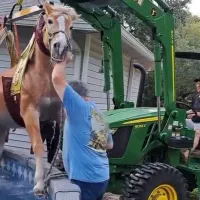 Un armăsar a intrat într-o piscină, să se răcorească - Foto: Twitter/Pasco Fire Rescue