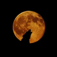 De ce urlă lupii la Lună - Foto: Pixabay - cu rol ilustrativ