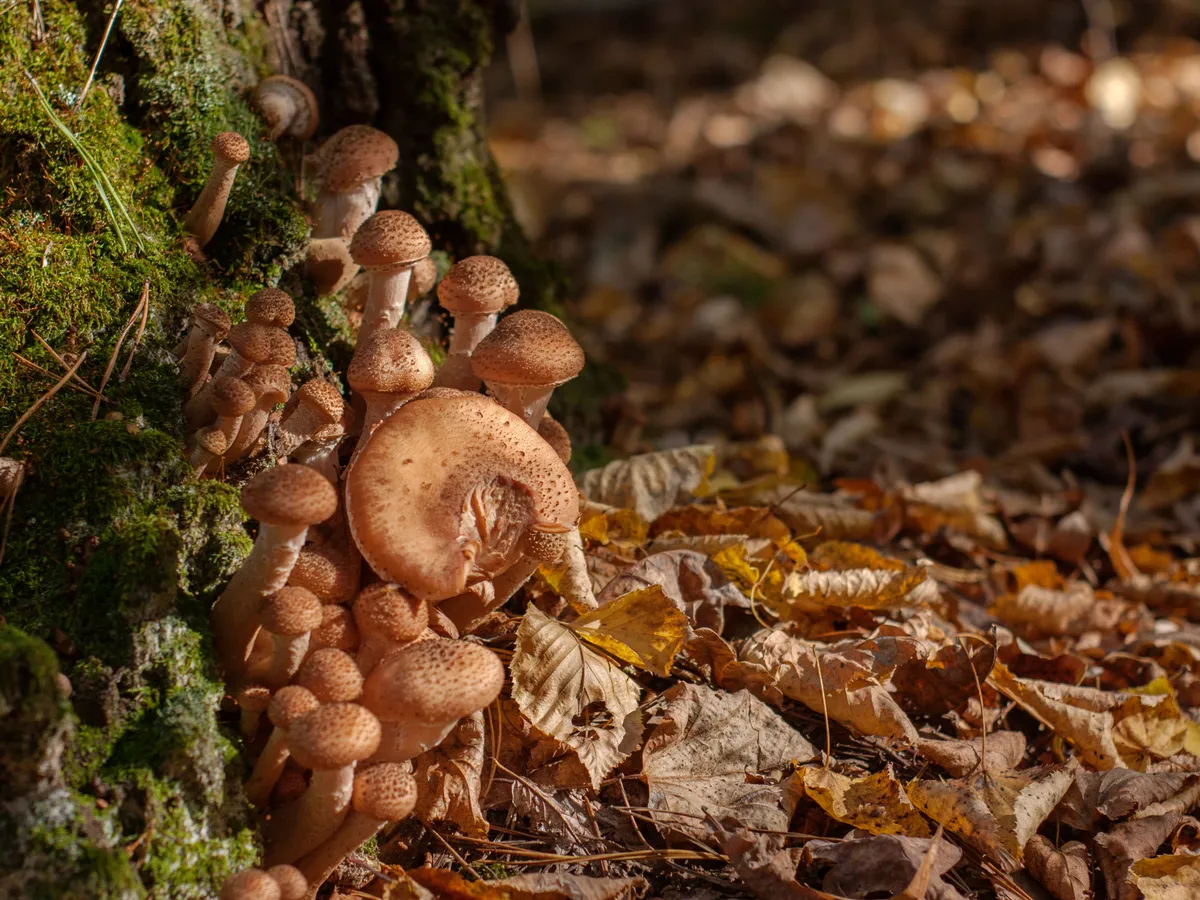 Ciuperci Foto: PExels (imagine cu rol ilustrativ)