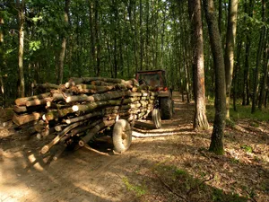 Infracţiunile din domeniul silvic, cu 63% mai multe faţă de perioada similară a lui 2020. / Foto: gddhd.ro