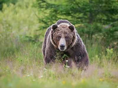 Tânăr din Maramures, găsit sfâșiat brutal de o ursoaică în zona montană "Piciorul Piercii" - Foto: Profimedia images - Caracter ilustrativ