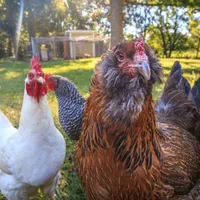 Un cârd de găini terorizează un sat întreg, dar au ajuns să atragă turiștii. Vor dispărea curând - Foto:  Shutterstock