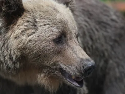 Urs - FOTOInquam Photos / George Călin