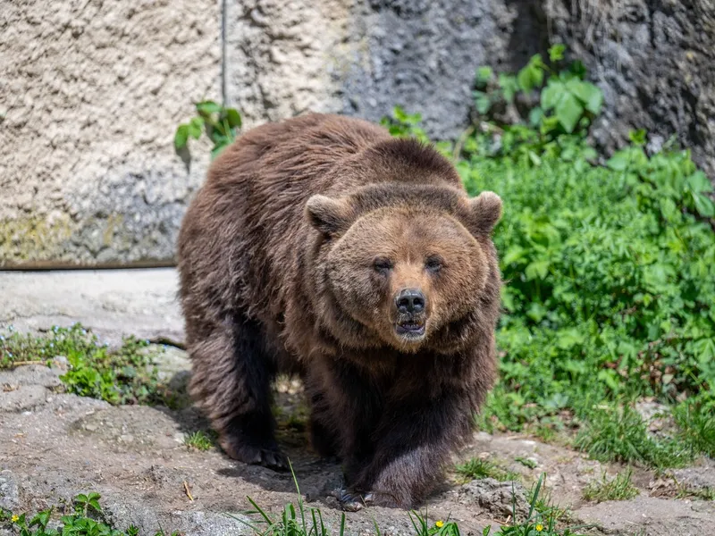 Și-a văzut moartea cu ochii. O turistă a fost atacată de un urs în zona Barajului Vidraru - Foto: Profimedia images - Caracter ilustrativ