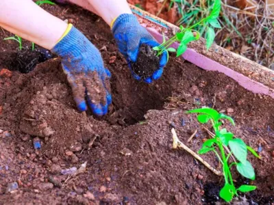 Plantat Foto: Profimedia (imagine cu rol ilustrativ)