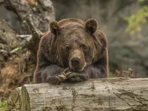 Urşii care pot produce incidente vor fi monitorizaţi cu sisteme tv cu circuit închis - Foto: Freepik/wirestock