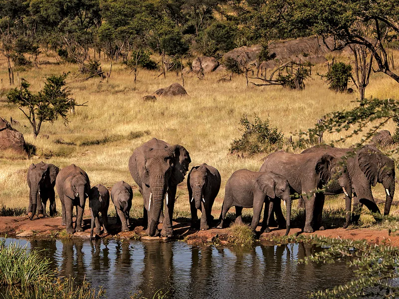 Four Seasons Safari Lodge, Serengeti, Tanzania