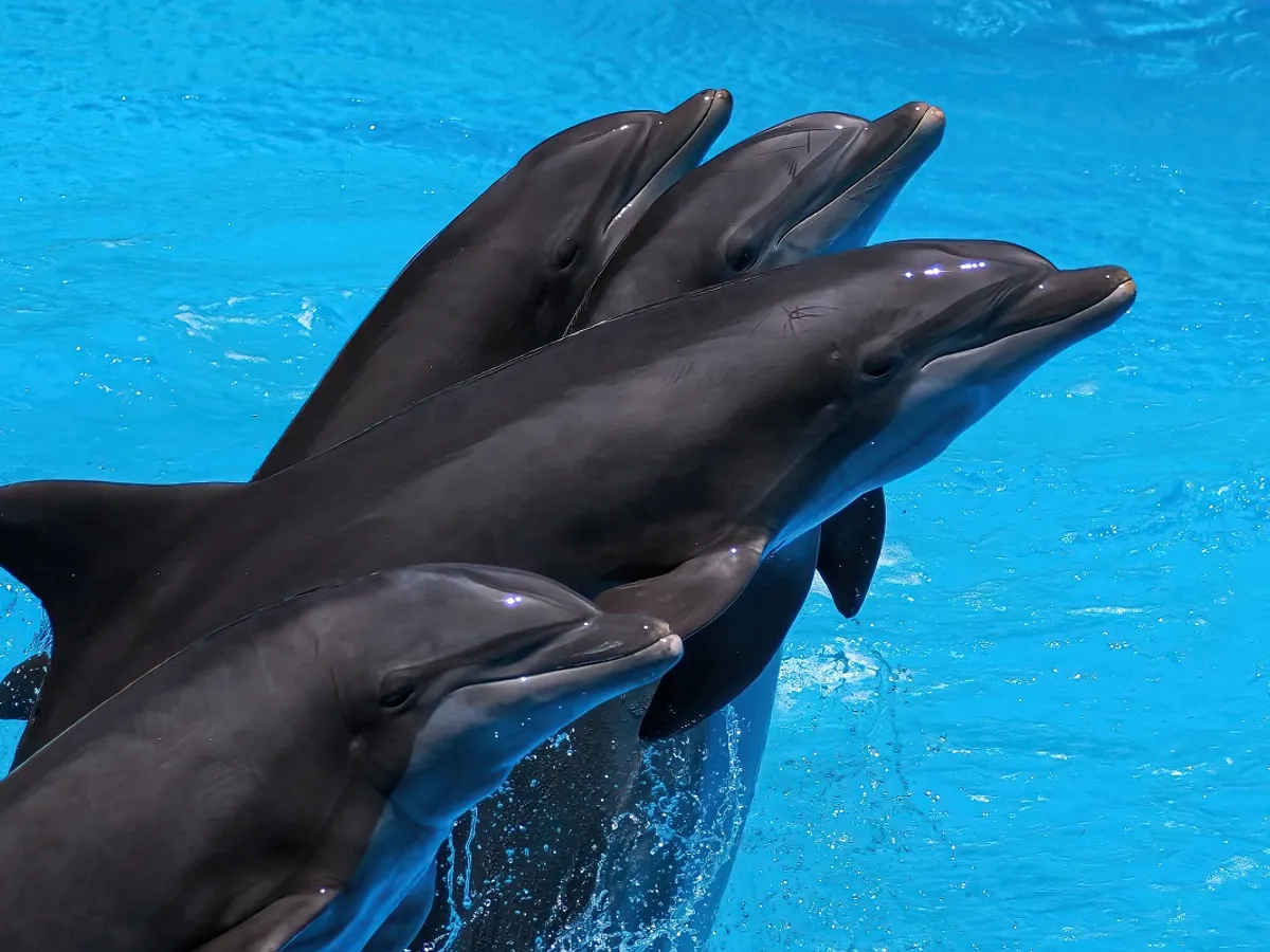 Delfini