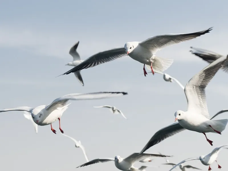 Aeroportul din Veneția închis din cauza pescărușilor. Zborurile au fost deviate - Foto: profimedia / imagine cu caracter ilustrativ