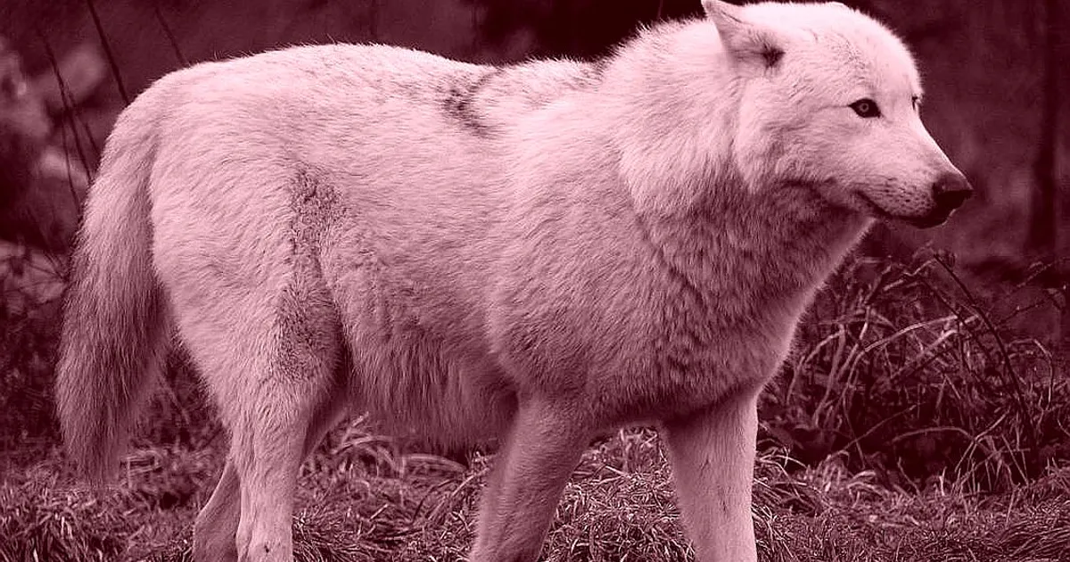Calitatea incredibilă pe care o au nişte animale din Zona Roşie, de la ...
