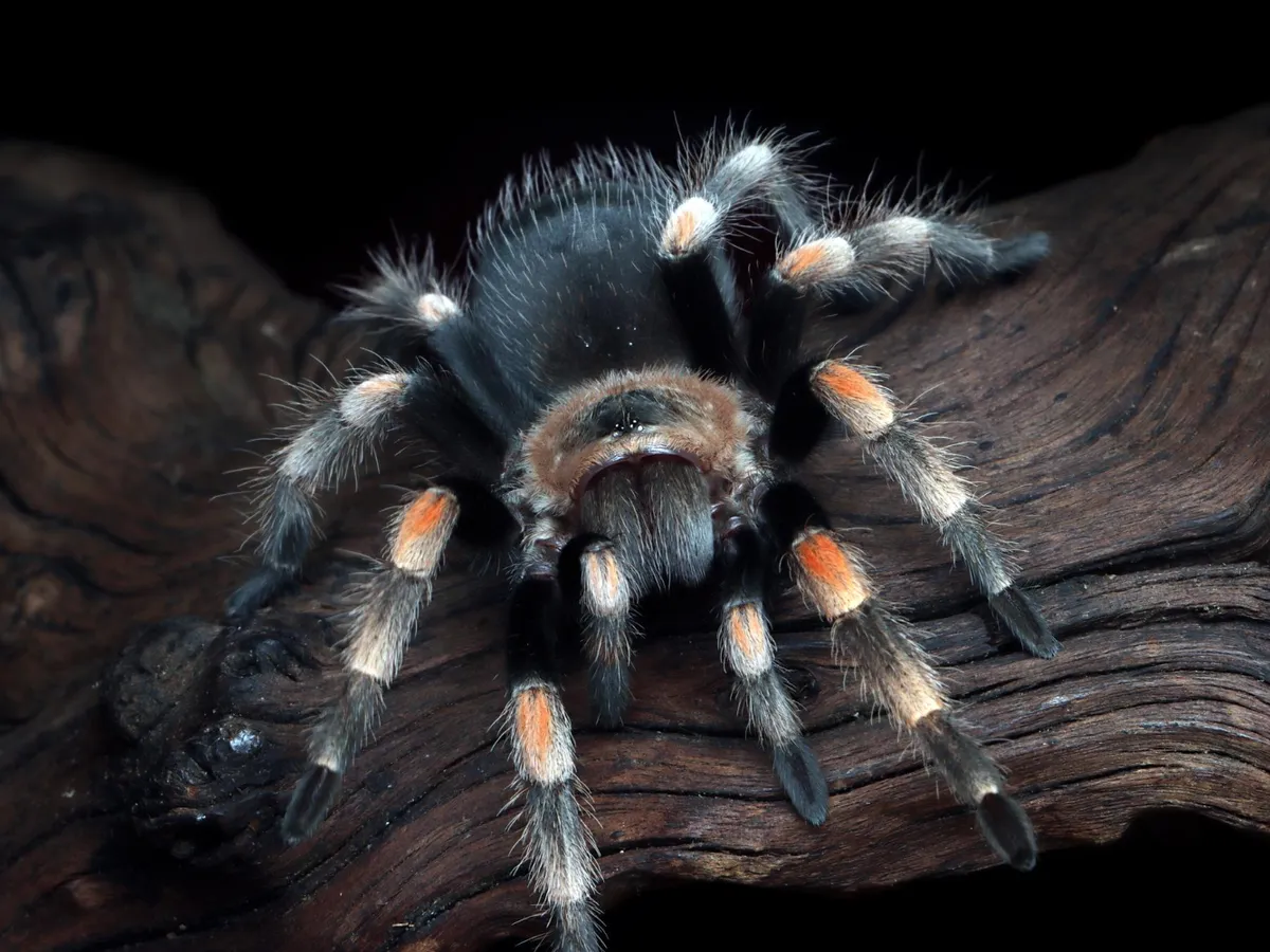 O specie de păianjen deosebit de periculoasă se răspândește. O mușcătură poate fi fatală pentru oameni