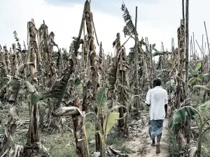 Confruntându-se  cu dezastrul.  Un fermier se plimbă prin  plantaţia de banane devastată de trei ani de secetă. Tamil Nadu se confruntă cu cel mai scăzut nivel de precipitaţii din  ultimii 140 de ani