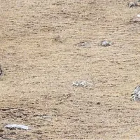 Găsește leopardul din Imagini FOTO: Caters News/ Fabio Nodari