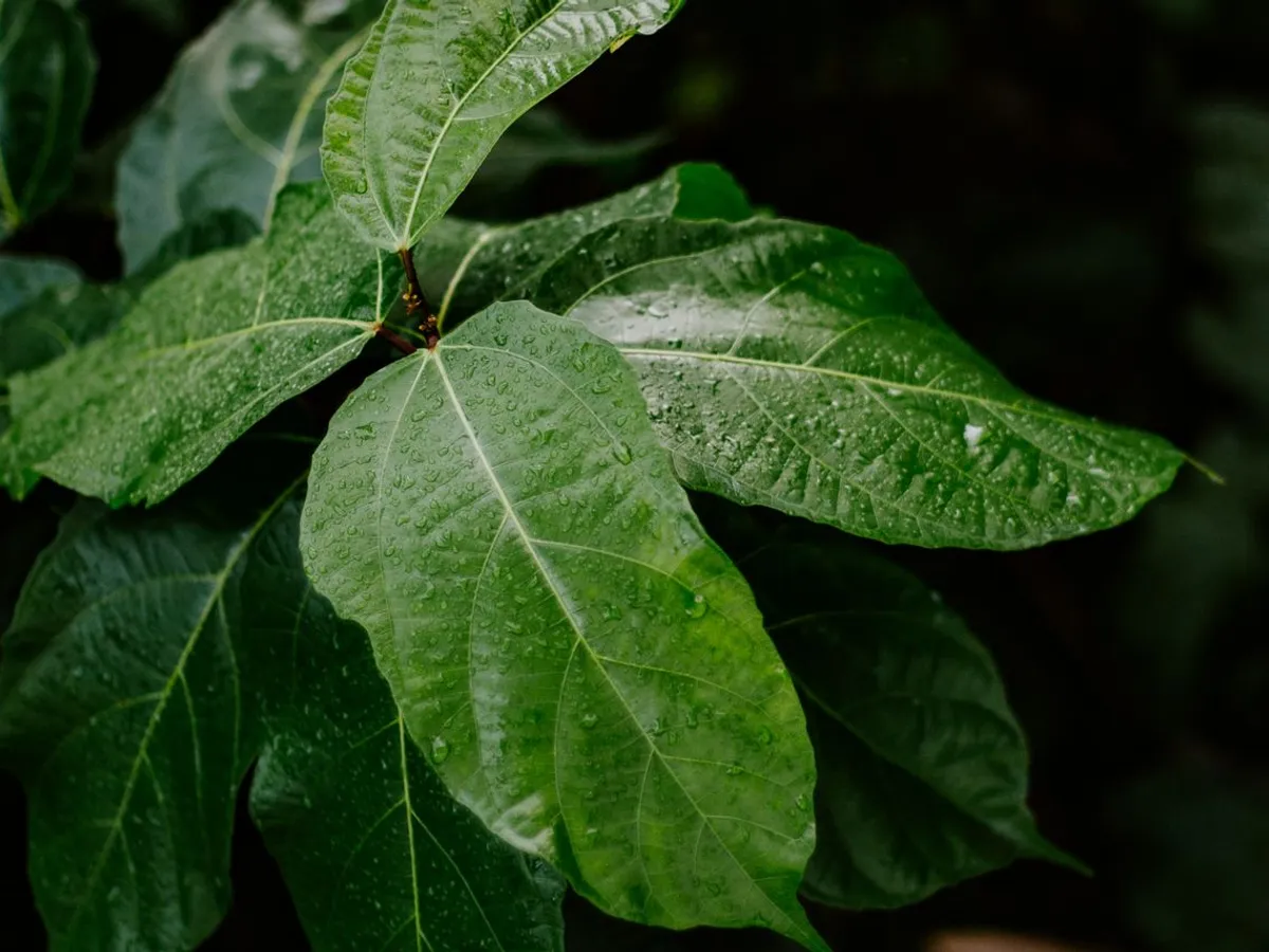 Copac Foto: Pexels (imagine cu rol ilustrativ)