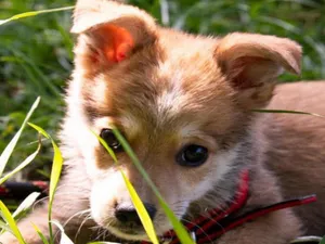 Târg de adopții de căței în Parcul Izvor. 15 căței prietenoși își așteaptă familiile - FOTO: Facebook