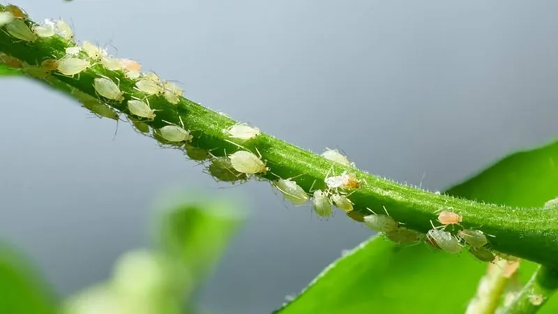 Nici insecticide, nici îngrășăminte: trucul simplu de a pune capăt afidelor de pe plante - Foto: Istock / imagine cu rol ilustrativ