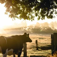 Produc'ția de carne de vită este în pericol în România. Consumăm doar din import Foto: Pexels (fotografie cu caracter ilsutrativ)