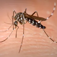 Cum să te protejezi de virusul West Nile. Recomandările Institutului Naţional de Sănătate Publică - Foto: Profimediaimages.ro