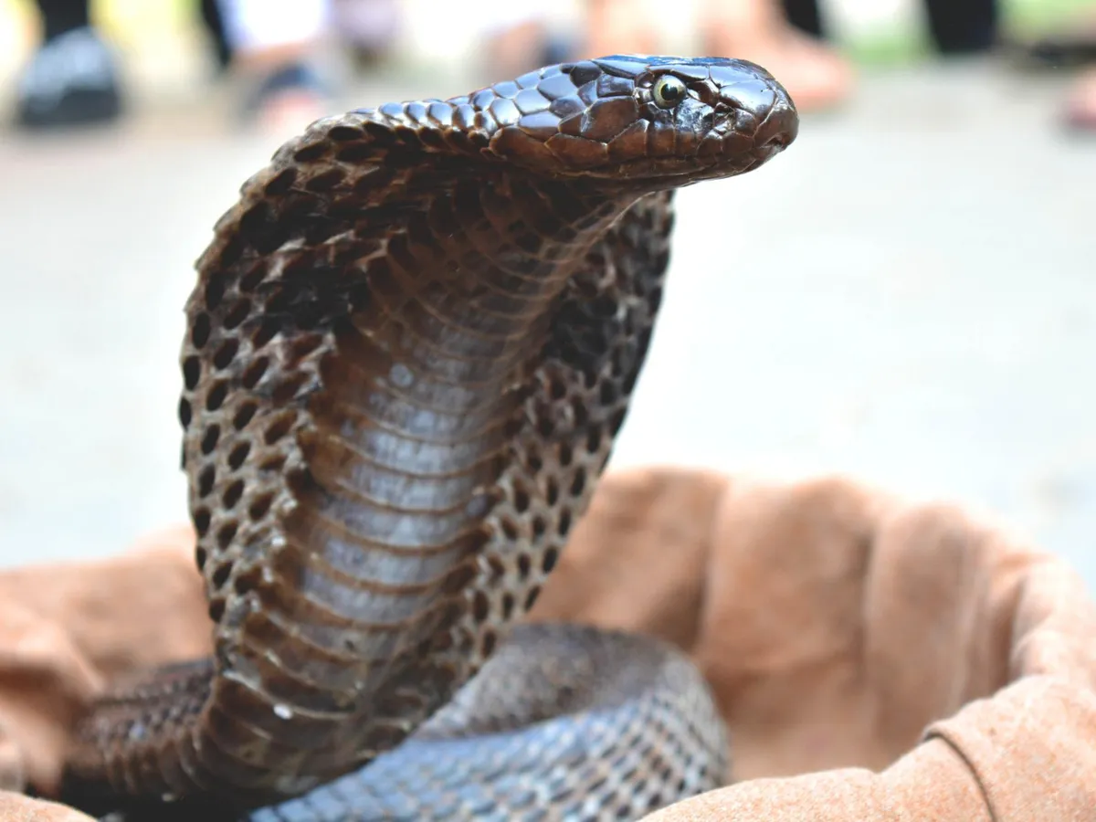 Cobra - Foto: Freepik (Imagine cu rol ilustrativ)