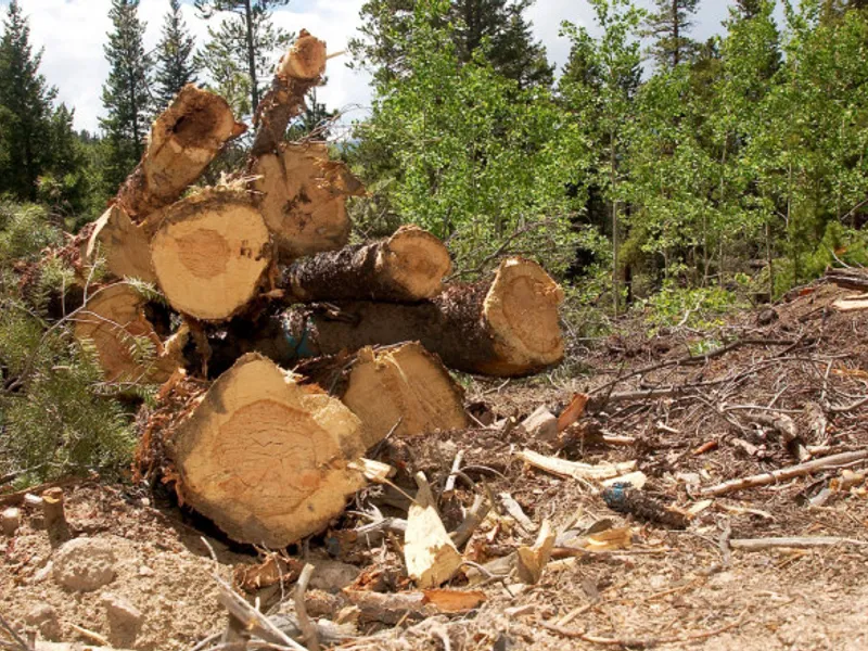 Un pădurar din Alba, reţinut pentru tăiere de arbori nemarcaţi şi valorificarea materialului lemnos. / Foto: digi24.ro