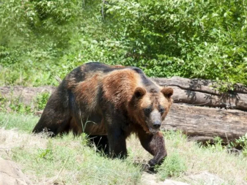 Un cioban din Hunedoara a fost atacat și mușcat de față de un urs. / Foto: adevarul.ro