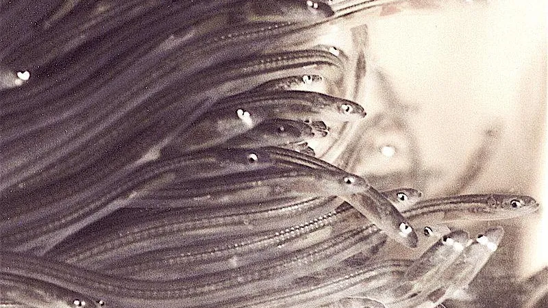 Each year, large numbers of critically-endangered glass eels are smuggled from Europe to Asia. The illegal trade is worth millions of euros Foto: Uwe Kils / Creative Commons