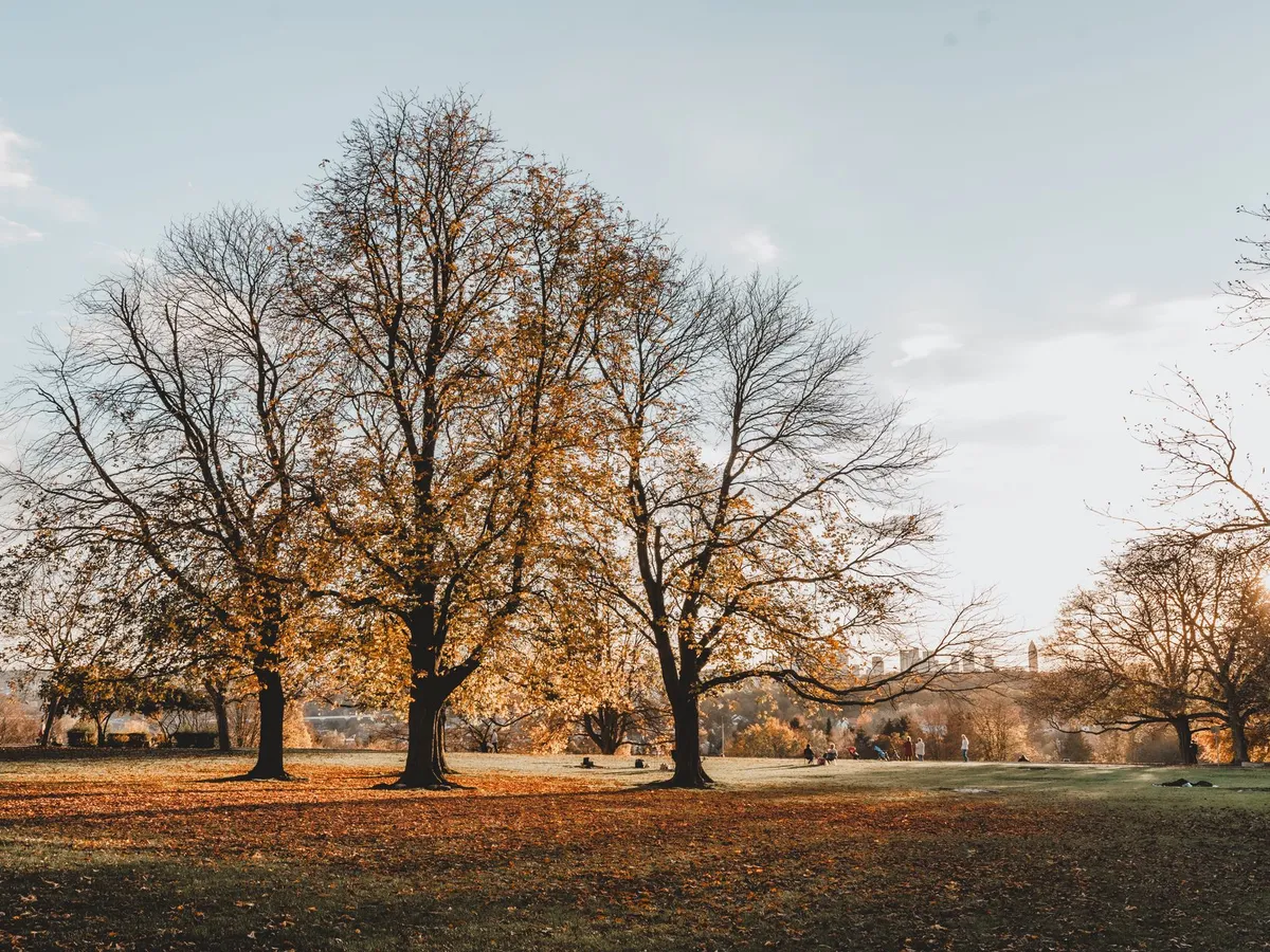 Toamnă Foto: Pexels (imagine cu rol ilustrativ)