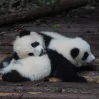 Pui de panda/FOTO: unsplash.com