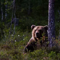 Bărbat, la un pas să fie sfâșiat de urs în pădure. A scos pușca și a tras, animalul a căzut secerat - Foto: Profimedia images - Caracter ilustrativ