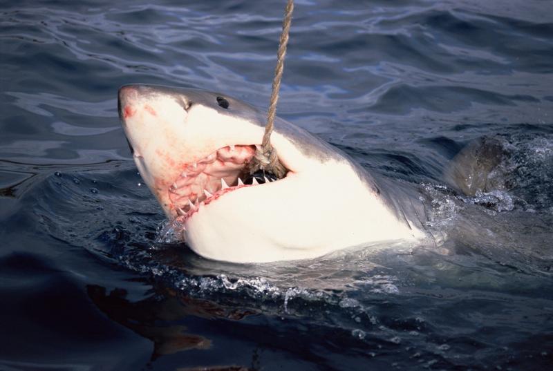 Θα πάτε διακοπές στην Ελλάδα;  Εδώ είναι 7 τρομακτικά είδη καρχαριών που καραδοκούν στα βάθη