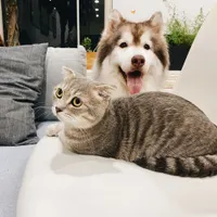 Animalele de companie pot fi testate pentru coronavirus în Coreea de Sud/FOTO: unsplash.com