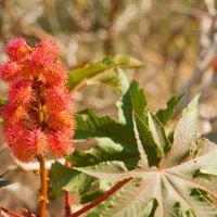 Ricinus - Foto: Profimedia