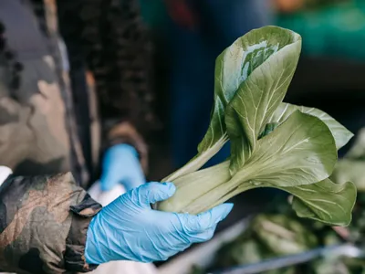 Recoltare de bok choi în seră - Foto: Pexels/Uriel Mont