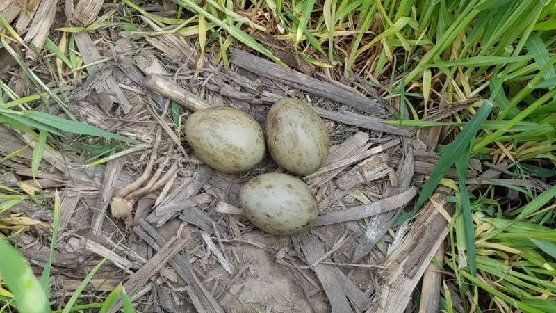 Foto: Asociația Grupul Milvus