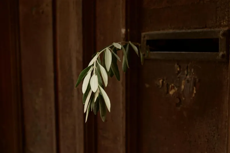 Frunză de dafin la ușă - Foto: Freepik (Imagine cu rol ilustrativ)
