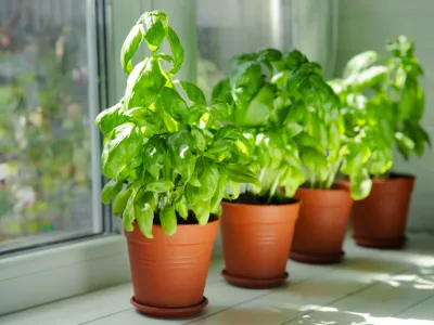 Busuioc Foto: Shutterstock(imagine cu rol ilustrativ)