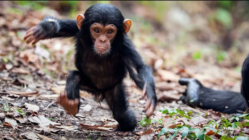 O nouă specie de maimuțe se transformă în oameni /foto: New Scinetist