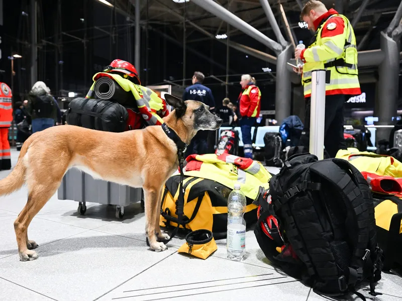 Câini de salvare - Foto: Profimedia