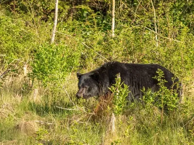 O femeie a fost atacată de urs pe Transfăgărășan. A suferit leziuni la o mână - Foto: Profimedia Images