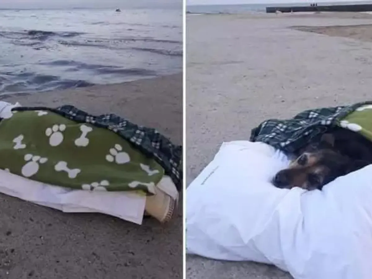 Un câine aflat pe moarte a avut șansa se a vedea marea pentru ultima dată. Ce a făcut stăpâna? - Foto: Captura Ecran (imagine cu rol ilustrativ)