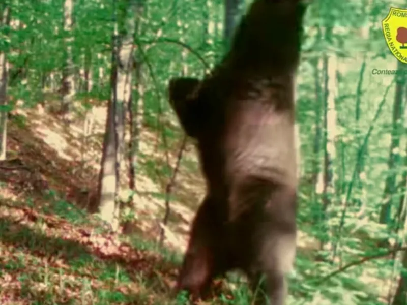 Ursul Baloo a ajuns într-un parc natural din Hunedoara. S-a ridicat în două labe și a dansat - Foto: Captura de ecran