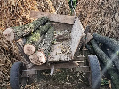 Căruța hoțului de lemne. Foto Romsilva