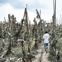 Confruntându-se  cu dezastrul.  Un fermier se plimbă prin  plantaţia de banane devastată de trei ani de secetă. Tamil Nadu se confruntă cu cel mai scăzut nivel de precipitaţii din  ultimii 140 de ani
