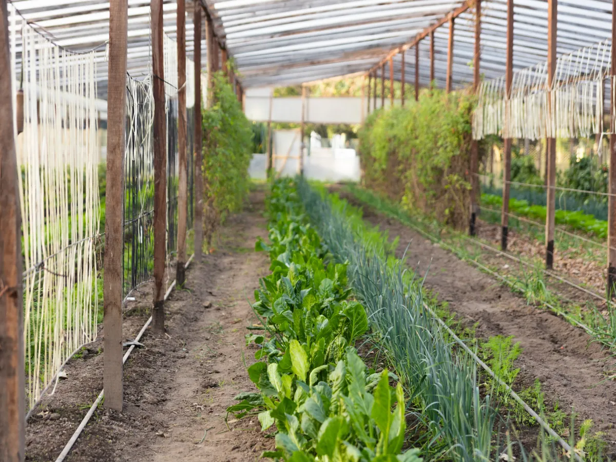 Solar grădină - Foto: Freepik (Imagine cu rol ilustrativ)