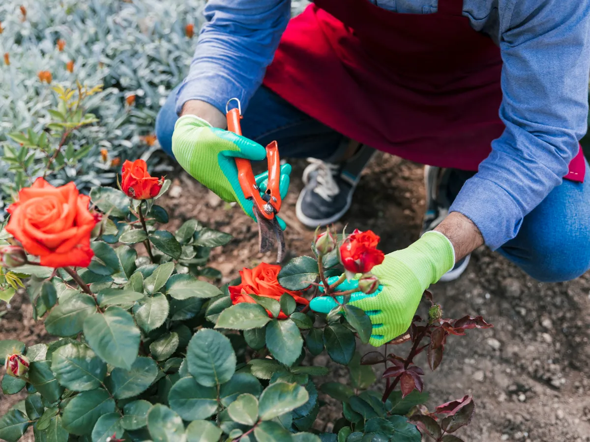 Trandafiri - Foto: Freepik (Imagine cu rol ilustrativ)