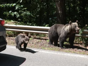 Ce se va întâmpla cu puii ursoaicei împușcate pe Transfăgărășan, după ce a ucis un turist. Decizia autorităților