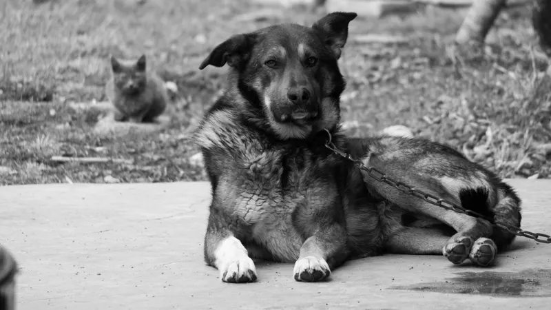 Câine- Foto: PEXELS PHOTOS