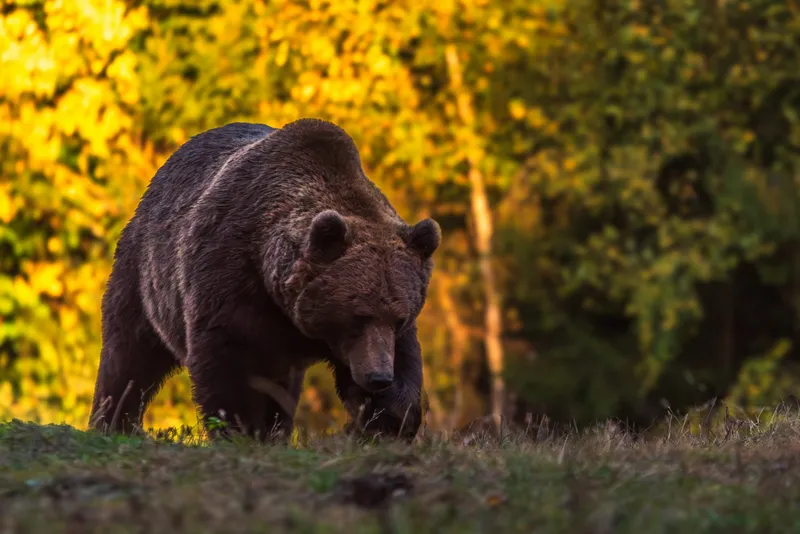 Urs în pădure - Foto: Facebook/Observator de ursi