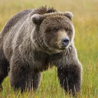 Atac al unui urs într-o turmă de oi la Broşteni / BBC