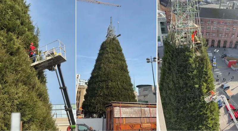 Brad de Cărciun - Foto: captură Instagram